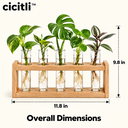cicitli™ RootGlass Plant Propagation Station